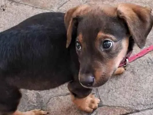 Cachorro ra a SRD-ViraLata idade Abaixo de 2 meses nome Laila