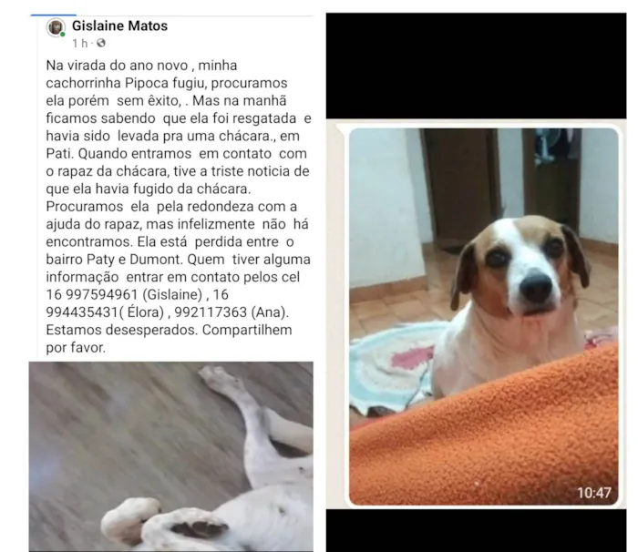 Cachorro ra a  idade  nome Pipoca 