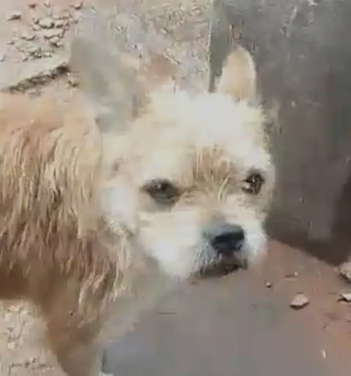 Cachorro ra a Mestico idade 7 a 11 meses nome Ralf 