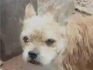 Cachorro raça Mestico idade 7 a 11 meses nome Ralf 