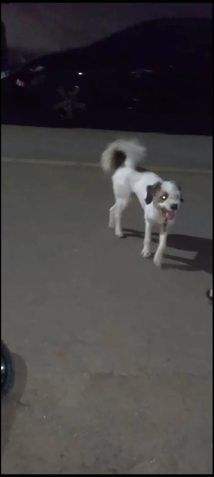 Cachorro ra a Chih Tzu com lhasa idade 1 ano nome Tob