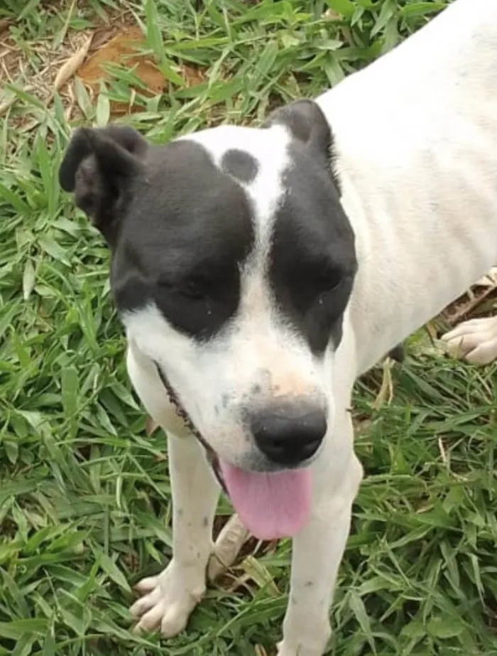 Cachorro ra a Mestica  idade 1 ano nome Luna 