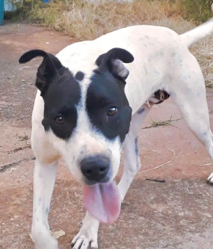 Cachorro ra a Mestica  idade 1 ano nome Luna 