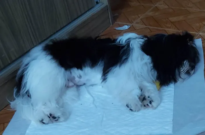 Cachorro ra a Shitzu misto idade 1 ano nome Bolinha