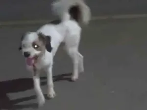 Cachorro raça Chih Tzu com lhasa idade 1 ano nome Tob