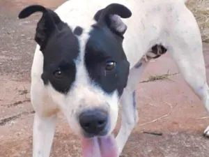 Cachorro raça Mestica  idade 1 ano nome Luna 