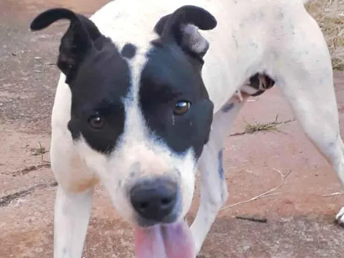 Cachorro ra a Mestica  idade 1 ano nome Luna 