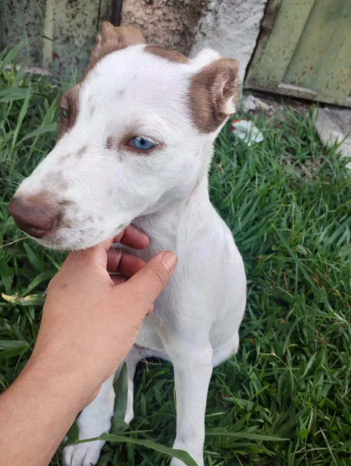 Cachorro ra a Vira lata idade 2 a 6 meses nome Kuba