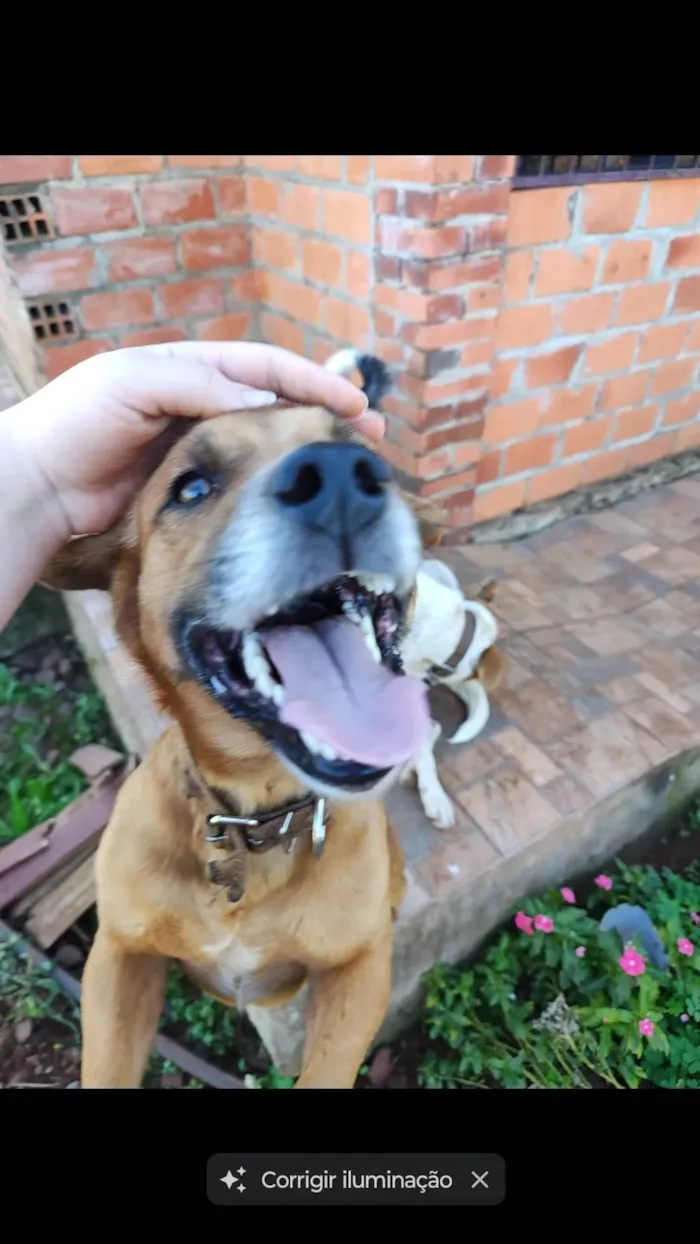 Cachorro ra a Viralata idade 4 anos nome Bóris 