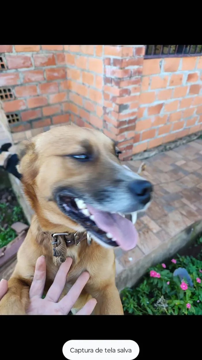 Cachorro ra a Viralata idade 4 anos nome Bóris 