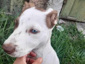 Cachorro raça Vira lata idade 2 a 6 meses nome Kuba