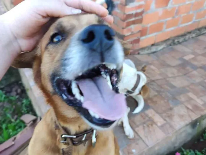 Cachorro ra a Viralata idade 4 anos nome Bóris 