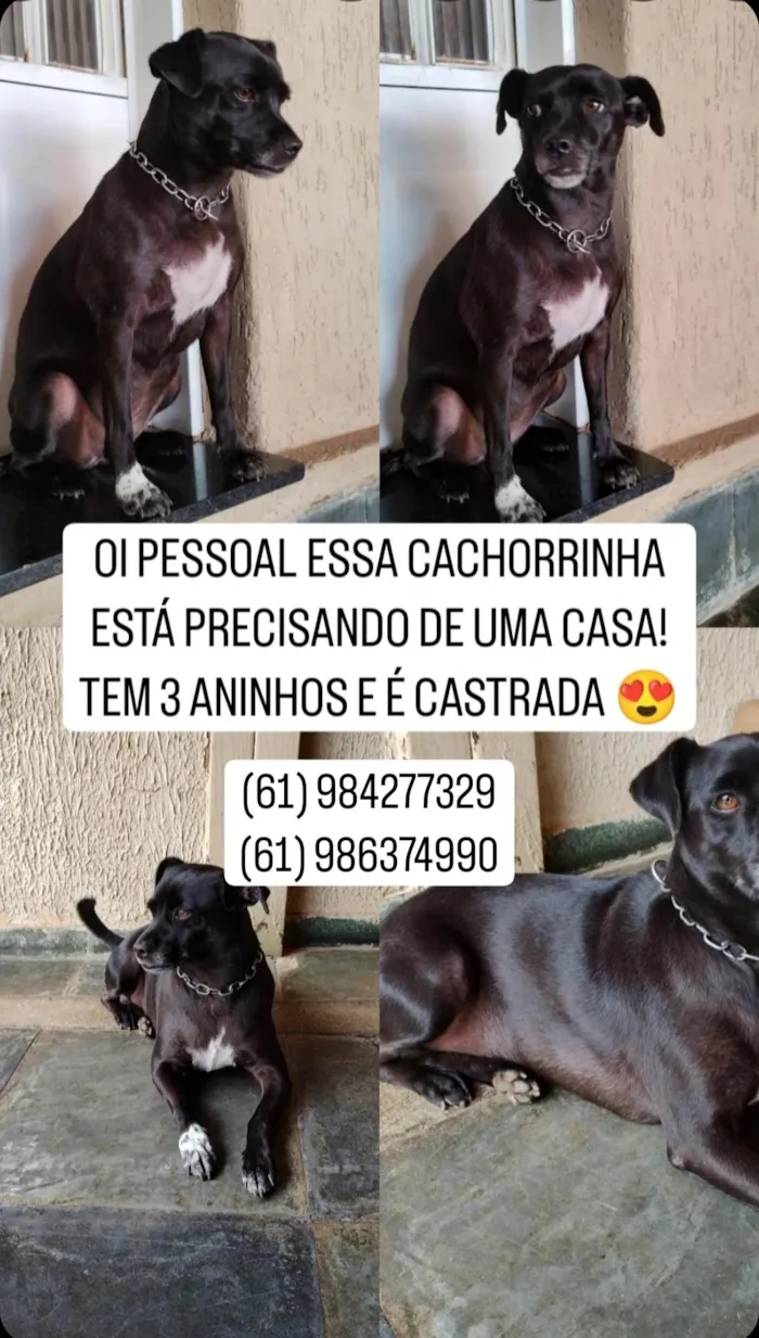 Cachorro ra a SRD-ViraLata idade 3 anos nome Atena