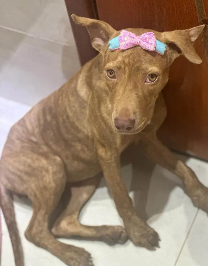 Cachorro ra a Pitbull idade 2 a 6 meses nome Pantera 
