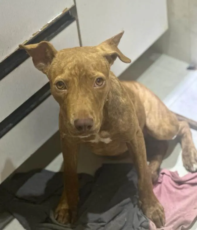 Cachorro ra a Pitbull idade 2 a 6 meses nome Pantera 