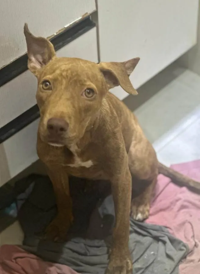 Cachorro ra a Pitbull idade 2 a 6 meses nome Pantera 