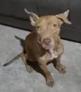 Pantera