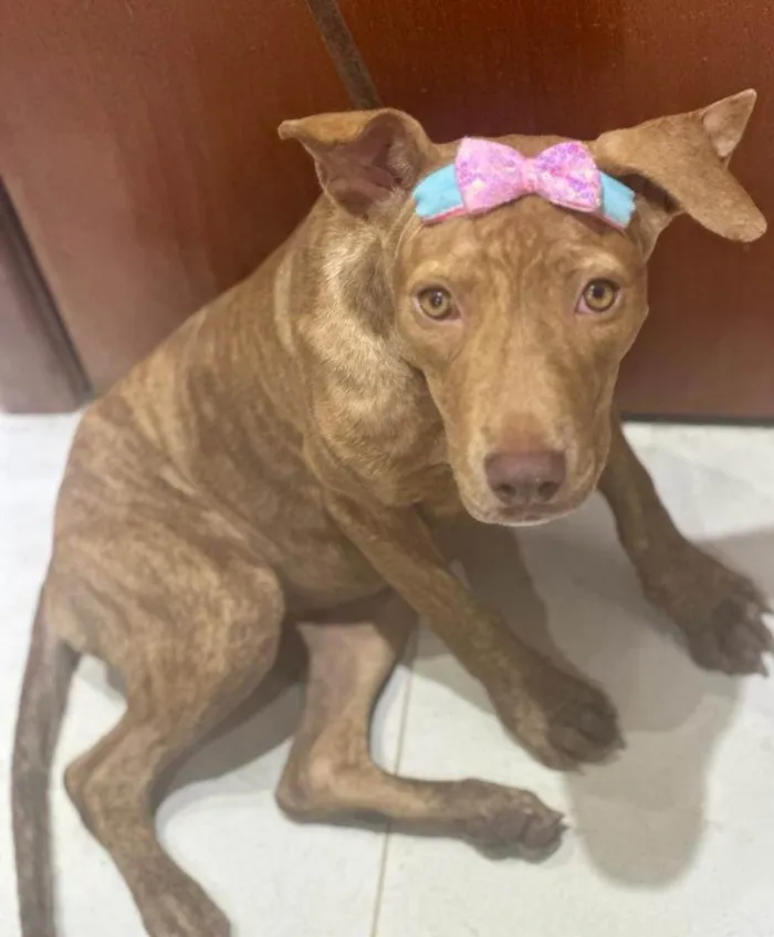 Cachorro ra a Pitbull idade 2 a 6 meses nome Pantera 