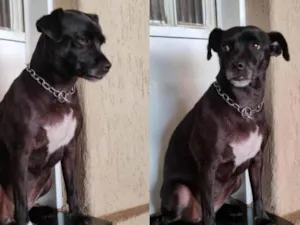 Cachorro raça SRD-ViraLata idade 3 anos nome Atena