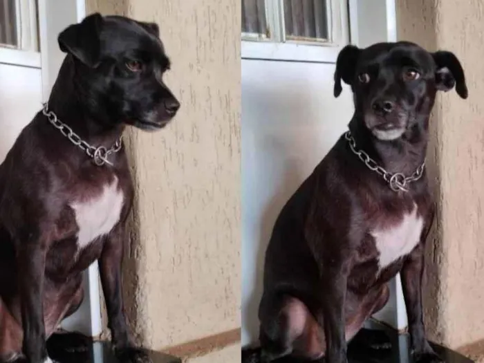 Cachorro ra a SRD-ViraLata idade 3 anos nome Atena