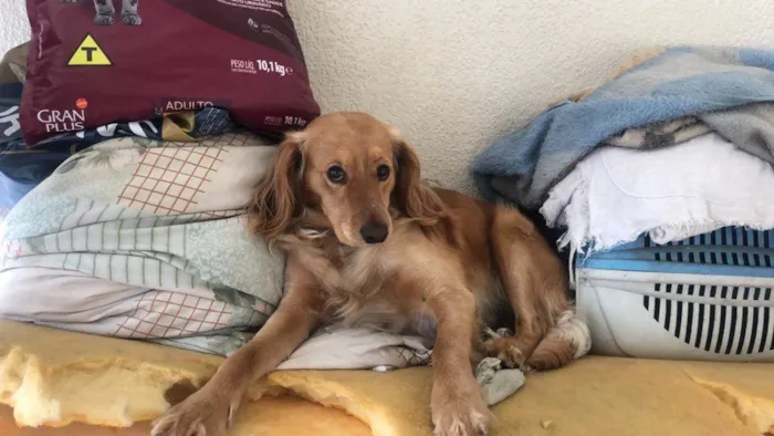 Cachorro ra a SRD-ViraLata idade 5 anos nome Max 