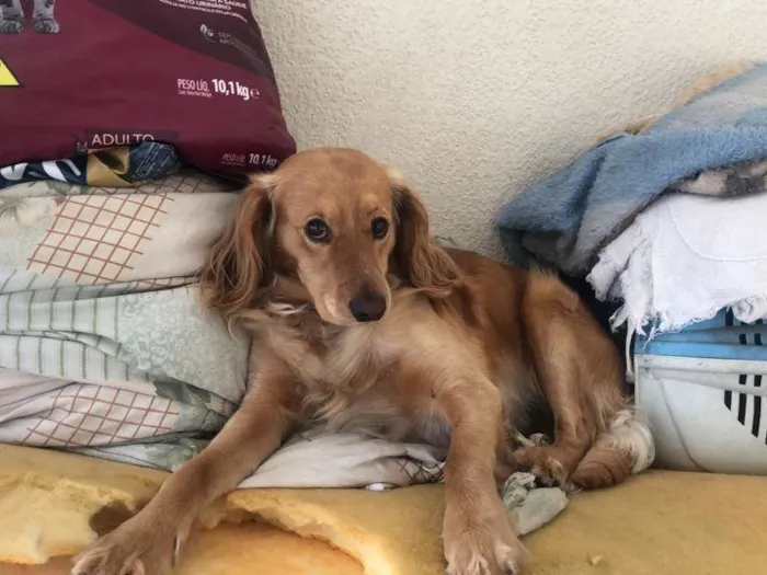 Cachorro ra a SRD-ViraLata idade 5 anos nome Max 