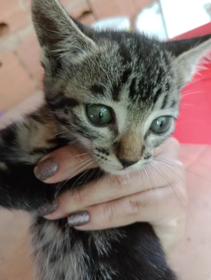 Gato ra a  idade Abaixo de 2 meses nome Gato