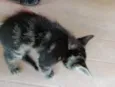 Gato