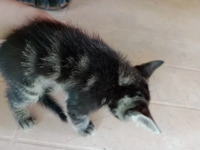 Gato ra a  idade Abaixo de 2 meses nome Gato