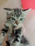 Gato