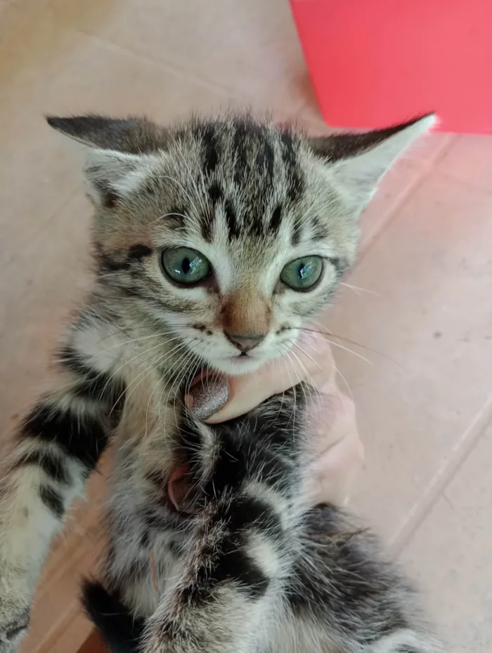 Gato ra a  idade Abaixo de 2 meses nome Gato