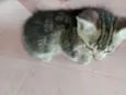 Gato