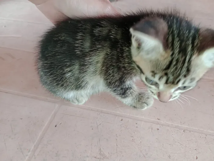 Gato ra a  idade Abaixo de 2 meses nome Gato
