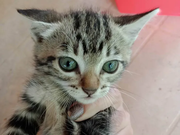 Gato ra a  idade Abaixo de 2 meses nome Gato