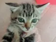Gato