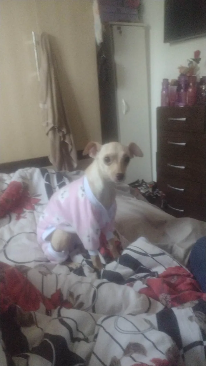 Cachorro ra a pinscher 1 idade 3 anos nome Maya 