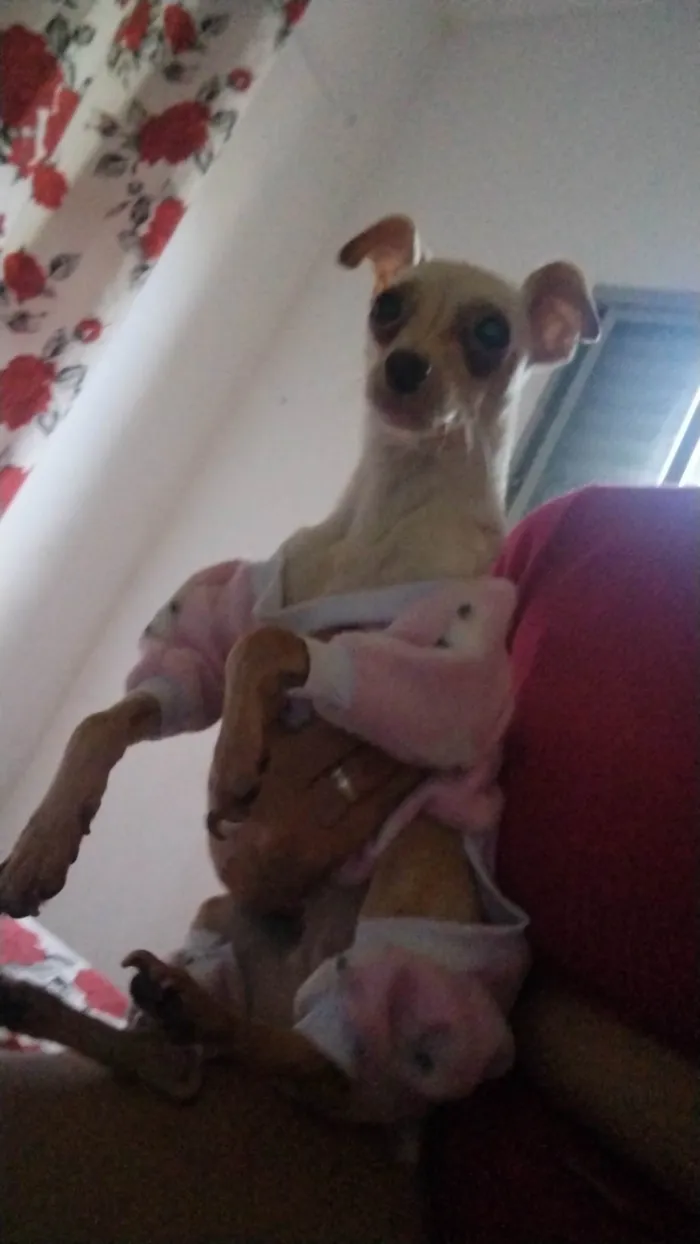 Cachorro ra a pinscher 1 idade 3 anos nome Maya 