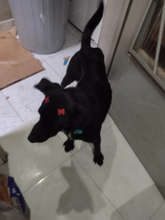 Cachorro ra a Viralata idade 3 anos nome Neguinha 