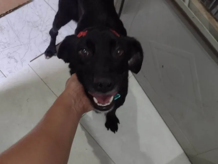 Cachorro ra a Viralata idade 3 anos nome Neguinha 