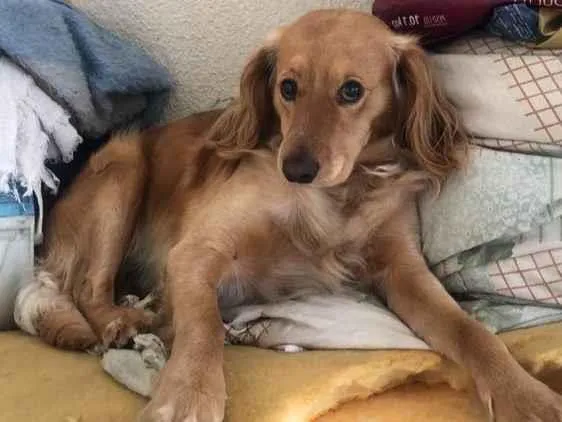 Cachorro ra a SRD-ViraLata idade 5 anos nome Max 