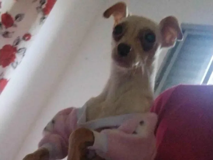 Cachorro ra a pinscher 1 idade 3 anos nome Maya 