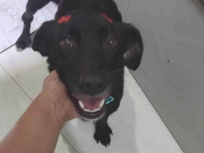 Cachorro ra a Viralata idade 3 anos nome Neguinha 