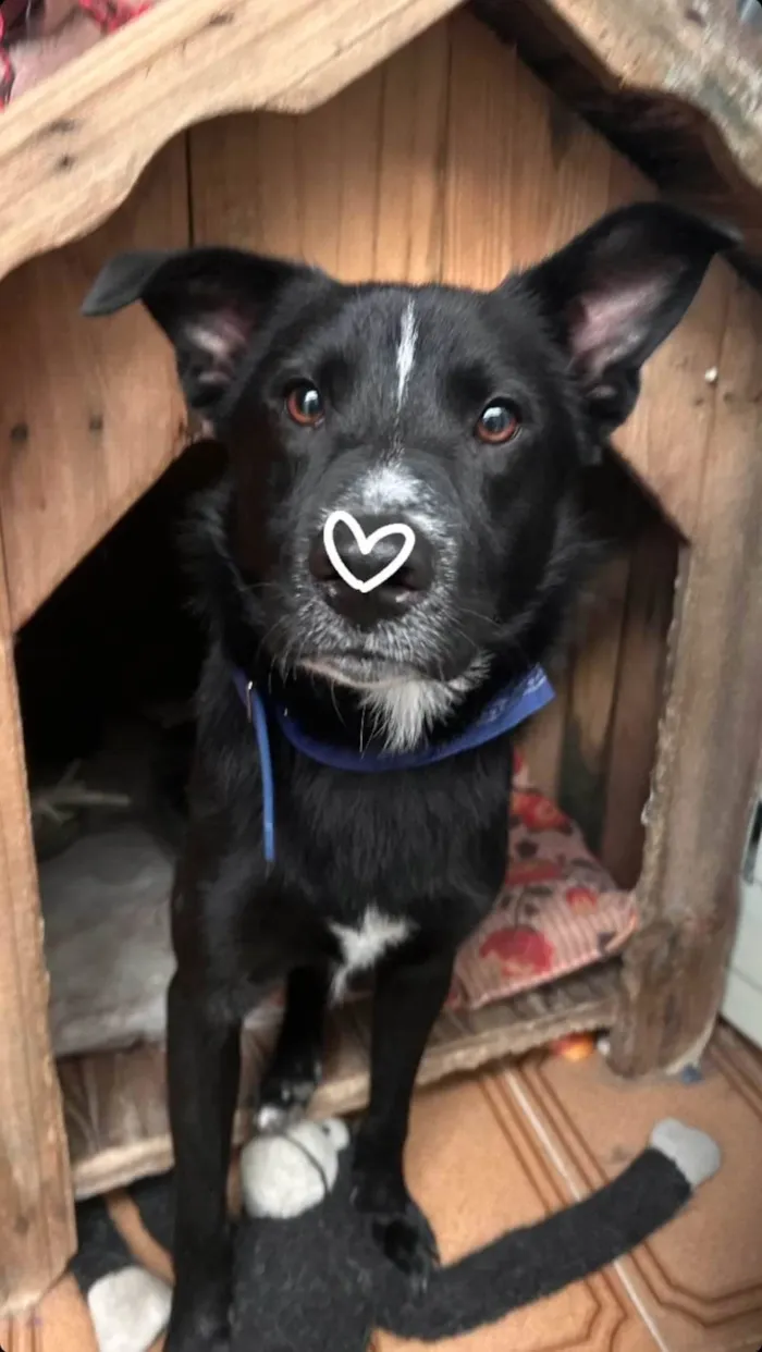 Cachorro ra a SRD-ViraLata idade 1 ano nome Bob