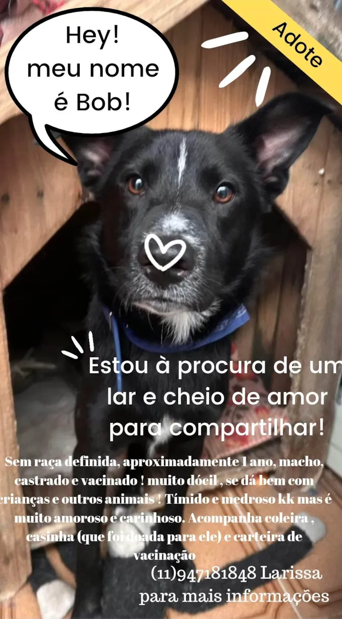 Cachorro ra a SRD-ViraLata idade 1 ano nome Bob