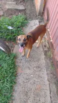 Pulguinha