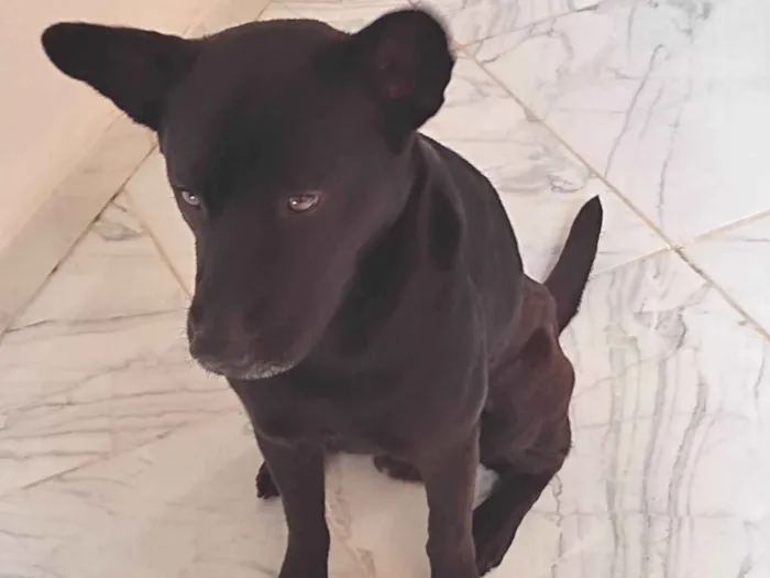 Cachorro ra a SRD-ViraLata idade 6 ou mais anos nome Gohan