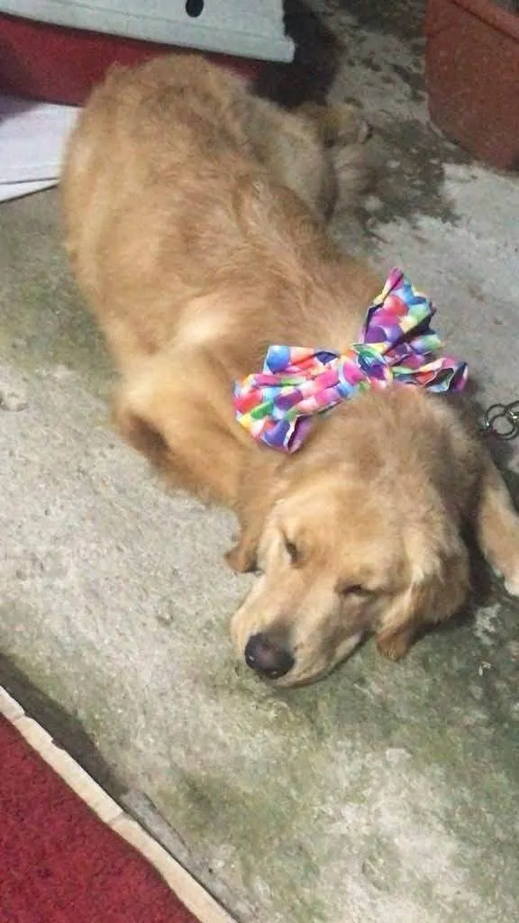 Cachorro ra a Golden retriever idade 2 anos nome Hamora