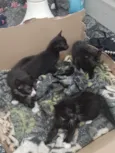 Gato