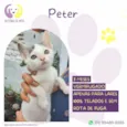 Peter