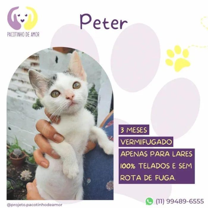 Gato ra a SRD-ViraLata idade 2 a 6 meses nome Peter